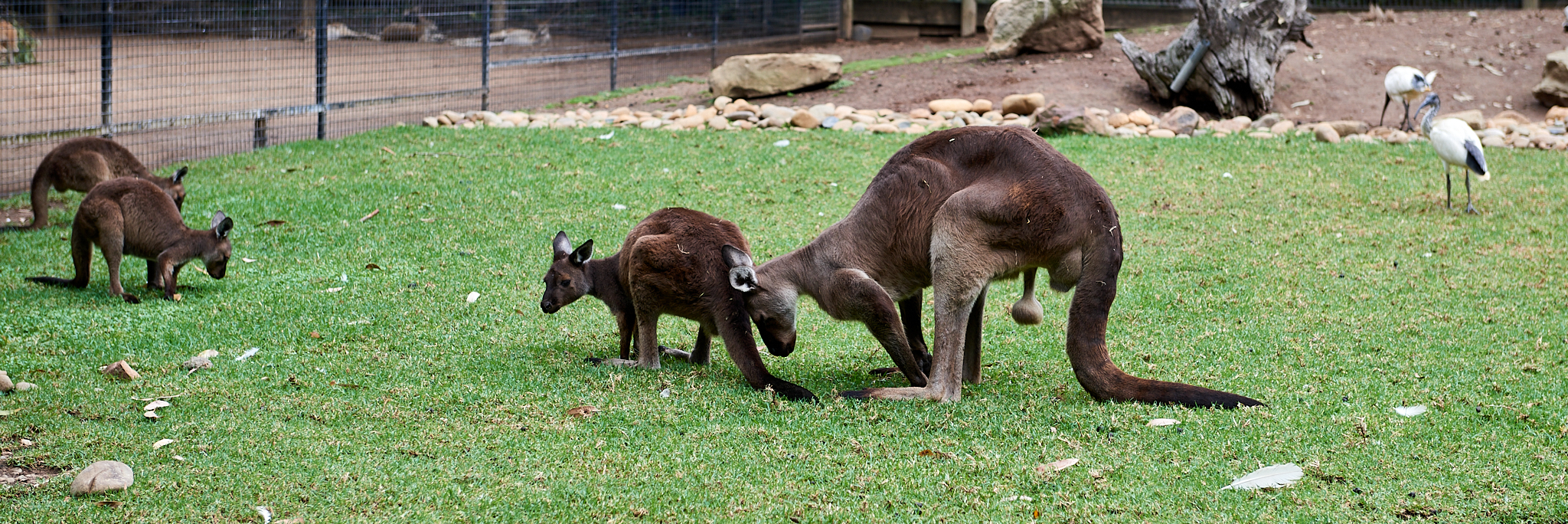 20180123 095 호주 페더데일 와일드 라이프 공원